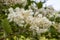 Close up HOLODISCUS discolor blossom