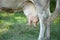 Close up of a Holstein cow\'s udder