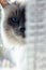 Close up of a holy birman cat