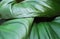 Close up Homalomena foliage, leaf homalomena.