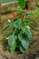 Close-up of homegrown pepper growing in a greenhouse.