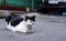 Close up of homeless cat lay in front of old building in Thailand. Lonely cat lay down on side walk.