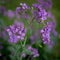 A Close Up of Honesty Flowers, with a Shallow Depth of Field