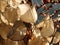 Close up of honesty seed pods in bright autumn sunlight