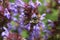 A close up of a honey bee, Apis, on a lavendar plant, Lavandula spica.