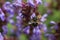 A close up of a honey bee, Apis, on a lavendar plant, Lavandula spica.