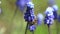 Close-up of a honey bee collecting honey, pollen and nectar with beautifully blooming blue Muscari flowers on a spring Sunny day s
