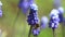 Close-up of a honey bee collecting honey, pollen and nectar with beautifully blooming blue Muscari flowers on a spring Sunny day s