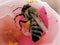 Close up of an honey bee collecting nectar on a pink flower.