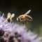 Close up of honey bee collecting pollen on purple flower.