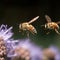 Close up of honey bee collecting pollen on purple flower.