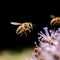 Close up of honey bee collecting pollen on purple flower.