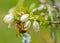 Close up Honey Bee feeding on Blueberry Blooms.