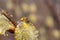 Close-up of honey bee feeding nectar of willow flowers