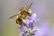 Close up of honey bee gathering nectar.