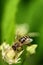 Close-up of a honey bee looking for pollen