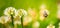 Close up of honey bee in midair on the clover flower in the green field. Green background