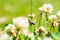 Close up of honey bee in midair on the clover flower in the green field. Green background