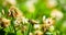 Close up of honey bee in midair on the clover flower in the green field. Green background