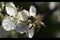 Close up of a honey bee perched on a flower of a flowering tree apricot bee collecting nectar pollen on a spring Sunny day