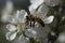 Close up of a honey bee perched on a flower of a flowering tree apricot bee collecting nectar pollen on a spring Sunny day