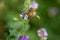 Close-up of honey bee pollinates alfalfa flower on natural background