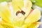 Close-Up Of Honey Bee Pollinating Flower