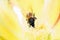 Close-Up Of Honey Bee Pollinating Flower