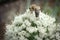 Close up of honey bee pollinating flower in the garden. Detail view of European honeybee pollinate flower on summer time. Macro