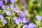 Close up of honey bee pollinating Phacelia Phacelia crenulata wildflowers blooming in Anza Borrego Desert State Park during a