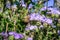 Close up of honey bee pollinating Phacelia Phacelia crenulata wildflowers blooming in Anza Borrego Desert State Park