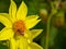 Close-up on Honey bee pollination on yellow Dahlia.