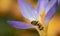 Close up of a honey bee searching for food deep in the crocus. The background is orange, like the color of the pollen