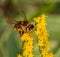 Close up of Honey bee on Solidago, goldenrod, yellow flower
