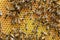 Close up Of Honey Bees