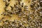 Close up of Honey Bees and their Hive