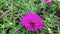 Close-up of honey sucking on the moss rose