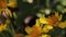 Close-up of A honeybee collecting honey and wax from a wild sunflower in the garden field