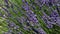 Close up honeybee on lavender flowers in field