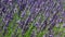 Close up honeybee on lavender flowers in field