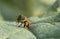 Close up of a honeybee with loaded pollen sacks.