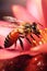 close-up of a honeybee pollinating a flower