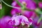 Close up of a honeybee sitting on a pink vetch