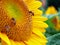 Close Up Honeybee on a Sunflower