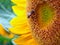 Close Up Honeybee on a Sunflower