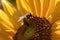 close-up of honeybee on sunflower blossom, with pollen and nectar visible