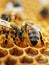 Close-up of a honeycomb filled with golden honey, with worker bees crawling on the surface.