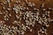 Close-up of a honeycomb with a swarm of bees