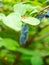 Close-up of a honeysuckle berry growing on a branch. Delicious and healthy berry