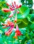 Close up of honeysuckle flowers